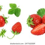 瑟瑟瑟网站:探秘火影忍者的精彩世界 ccy1kxbd