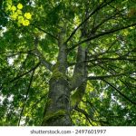 琪琪电影午夜理论片免费:探索午夜电影的魅力与深度 ez8cj