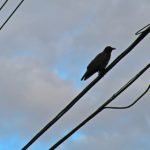 社会摇歌词:探索社会摇背后的情感与文化内涵 30d4x