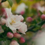 神秘九尾狐女神:传说中的魅力与力量 5h4zy