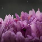 礼品卡的中文翻译及其使用指南 p1dqk4oi